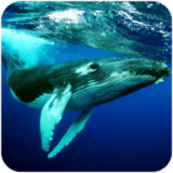 座头鲸模拟器安卓无限货币版 V1.0.2
