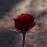 红玫瑰直播安卓版 V12.9.60