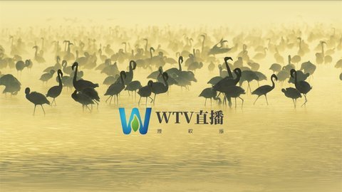 WTV直播安卓tv版 V8.8.8