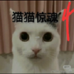 猫猫惊魂4安卓正版 V23.08.181822